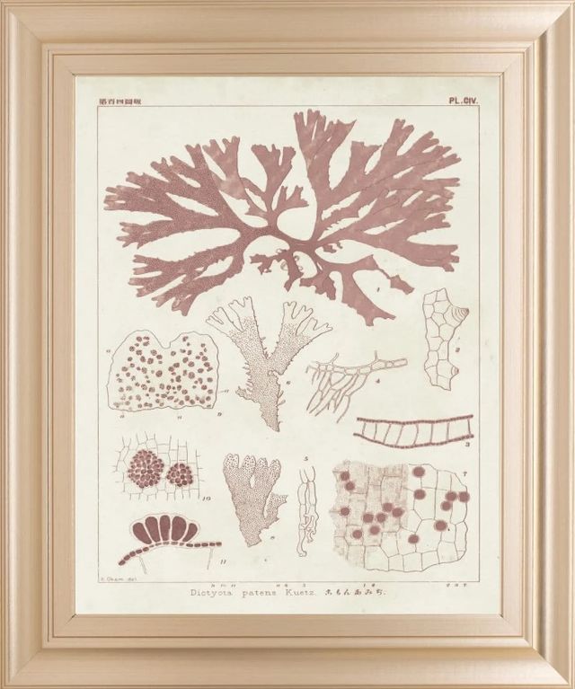 Classy Art Antique Coral Seaweed III by Vision Studio Wall Art-0