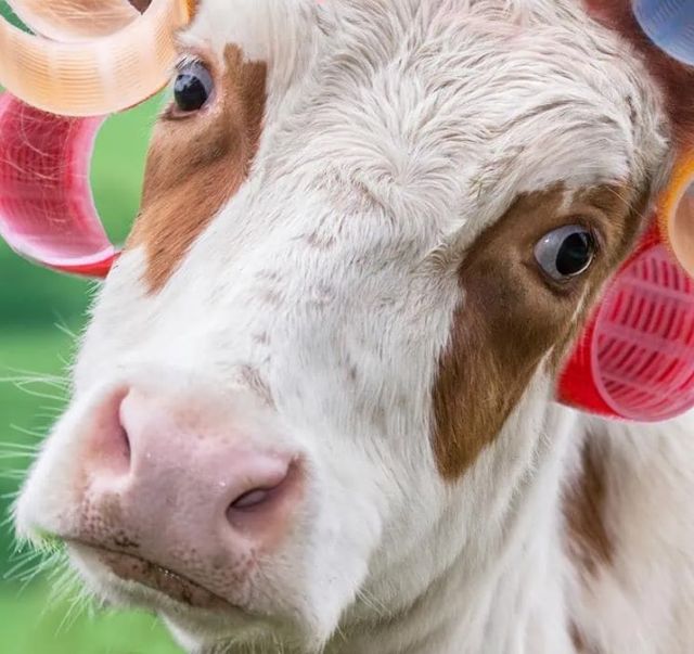 Classy Art Cow in Curlers by A.V. Art Wall Art-1