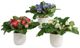 Uttermost® Trilogy Primrose 3-Piece Green/White Accents in Vases Set-0
