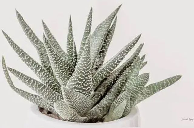 Classy Art Boho Succulent by Jennifer Rigsby Wall Art-1
