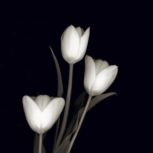 Classy Art Tulip Pose I by Danita Delimont Wall Art-1