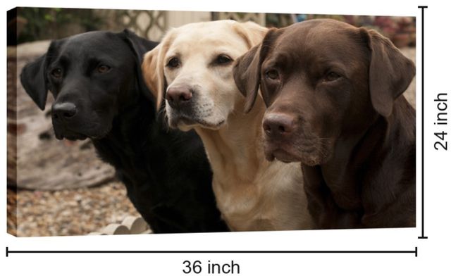 Classy Living Three Labs in Waiting Wall Art-1