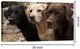 Classy Living Three Labs in Waiting Wall Art-1