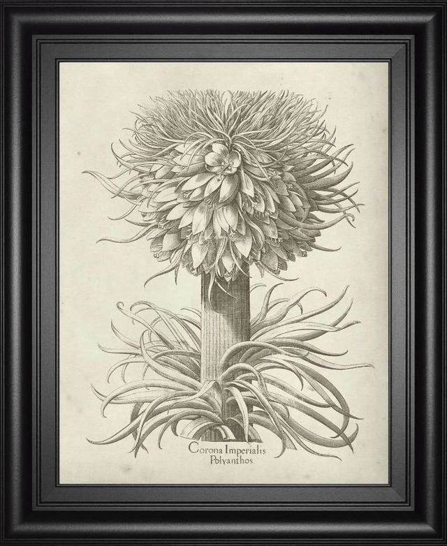 Classy Art Fresco Crown Imperial I by Vision Studio Wall Art-0