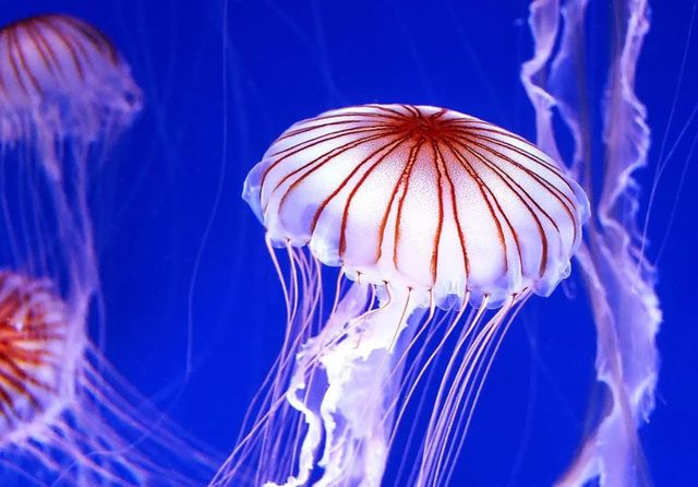Classy Art Jelly white Wall Art-0