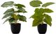 Monarch Specialties Inc. 2-Piece Black 13" Tall Artificial Potted Epipremnum-0