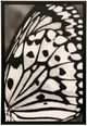 Stylecraft White and Black Wing ll Wall Art-0