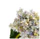 A & B Home Sky Blue French Hydrangea-1