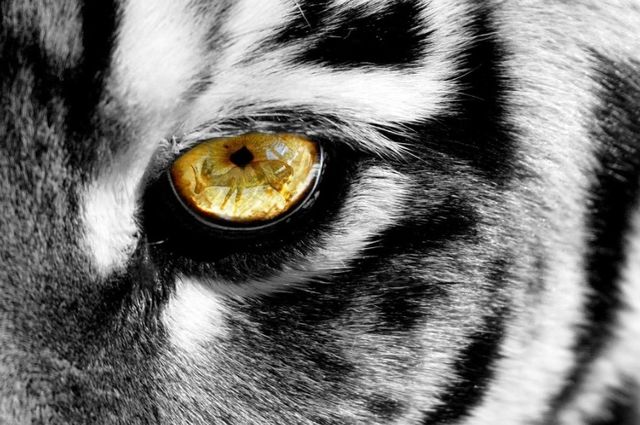 Classy Art Eye of a Tiger Tempered Glass with Foil Wall Art-0