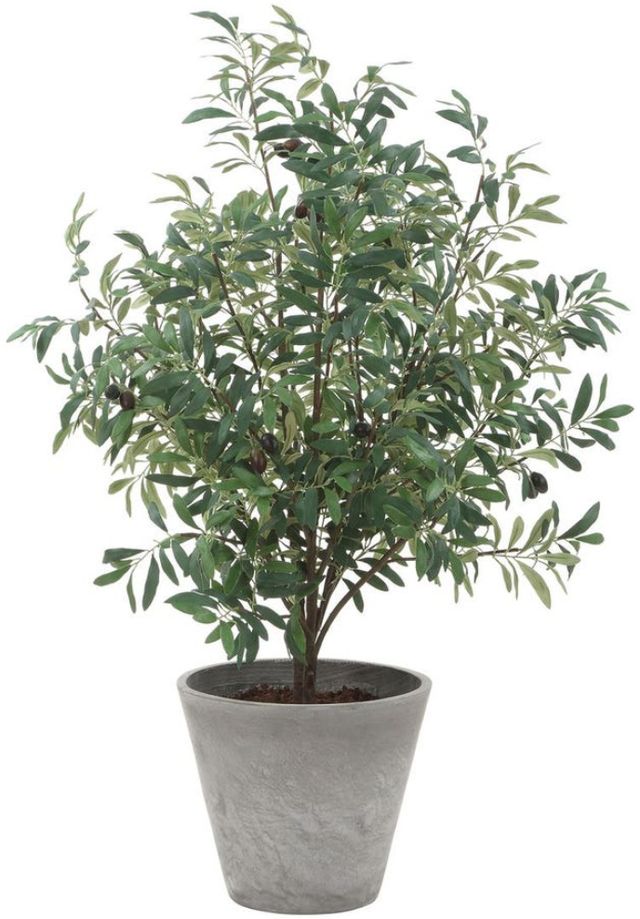 Uttermost® Marisol Gray/Green Potted Olive Plant-3