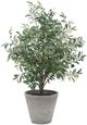 Uttermost® Marisol Gray/Green Potted Olive Plant-3