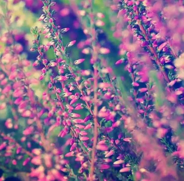 Classy Art Lavender Wall Art-1