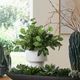 Uttermost® Essence Eucalyptus Gloss White/Green Accent and Vase-1