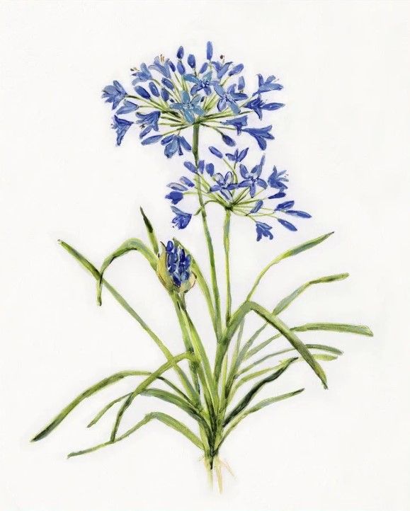 Classy Art Blue Lively Botanical I by Sally Swatland Framed Wall Art-2