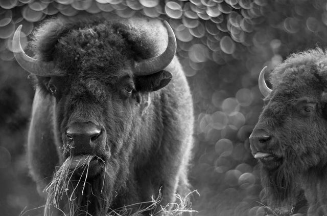 Classy Art Bison Duo Wall Art-0