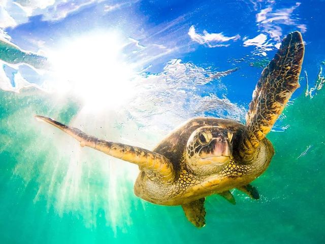 Classy Art Sea Turtle Wall Art-1