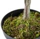 A & B Home Green 42.5" Artificial Olive Tree with Fruit-4