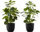Monarch Specialties Inc. 2-Piece Black 14" Tall Artificial Potted Ficus-0