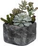 Uttermost® Alverio Charcoal Gray/Green Succulents-0