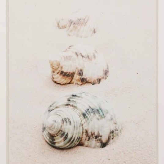 Stylecraft Shells Framed Print-1