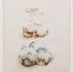 Stylecraft Shells Framed Print-1