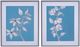 Bassett Mirror Botanic Drawing II Wall Art-1