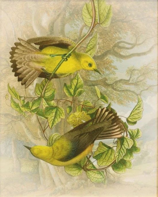 Stylecraft Tamara Day for Stylecraft Naturalist Archive V Wall Art-1