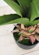 Le Present Green Agave-2