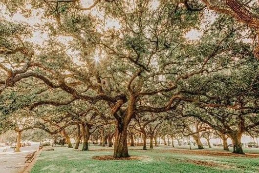 Classy Art Low Country Oaks II by Jennifer Rigsby Wall Art-0