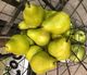 A & B Home Green Faux Pear-0