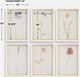 Uttermost® Aurora Bell 6-Piece Wild Flourish Framed Prints Set-2