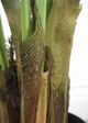 Le Present Kentia Green Faux Botanical Palm-2