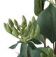A & B Home Green Bodhi Fruit Spray-2