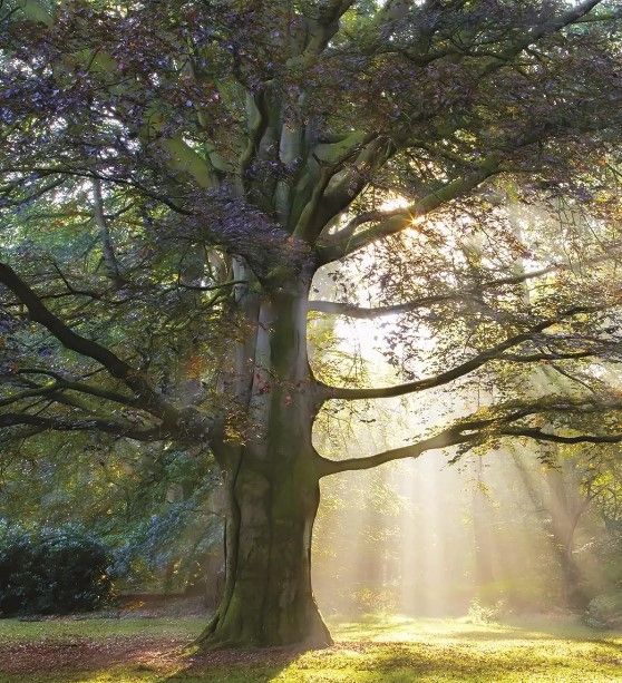 Classy Art The Natural Queen by Lars Van De Goor Wall Art-1