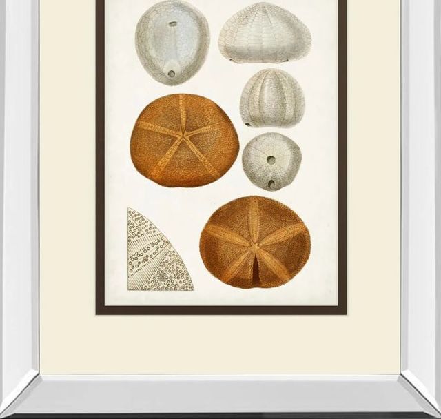 Classy Art Coastal Curiosity II by Unknown Mirror Framed Wall Art-1