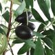 Uttermost® Olea Green/Terracotta Potted Tree-3