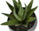 Monarch Specialties Inc. 3-Piece Grey 6" Tall Artificial Potted Succulent-4