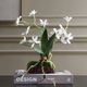 Uttermost® Clovis Green/White Orchid-2