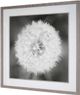 Uttermost® Majchrowicz Dandelion Seedhead Framed Print-2