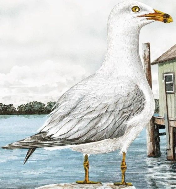 Classy Art Majestic Seagull by James Harris Wall Art-1
