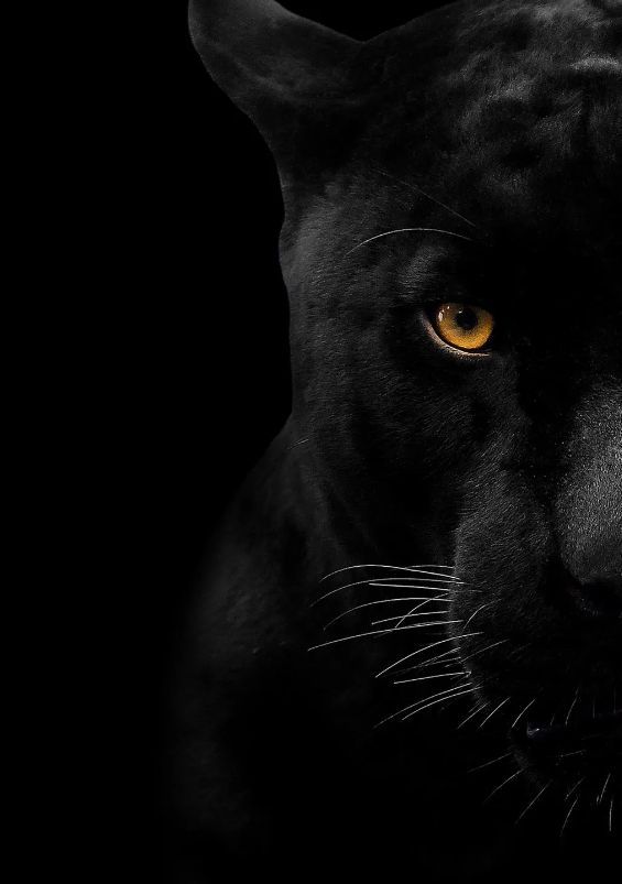 Classy Art Panther Face Wall Art-0