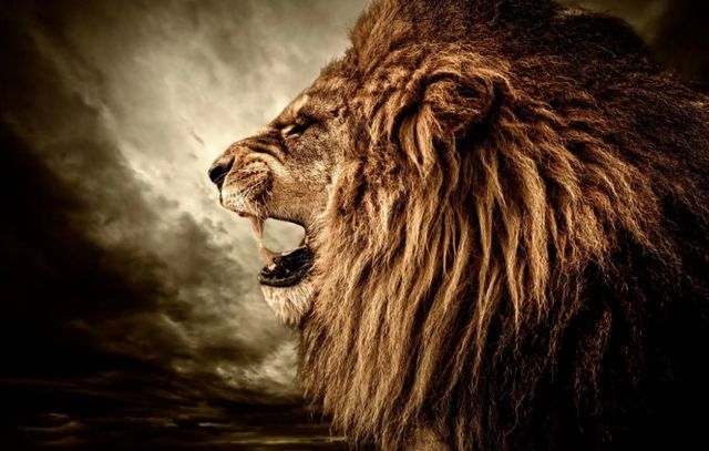 Classy Art Side Growl Wall Art-0