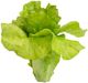 A & B Home Light Green Ornamental Lettuce Stem-0