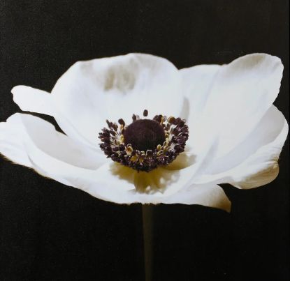 StyleCraft Minimal Poppy Wall Art-1