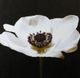 StyleCraft Minimal Poppy Wall Art-1