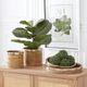 K & K Interiors 24 Inches Fiddle Fig Tree-2