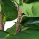 A & B Home Green 25.5" Artificial Fiddle-Leaf Fig Tree-3