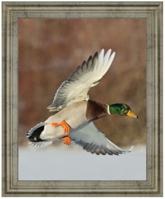 Classy Living Mallard Glde Wall Art-0
