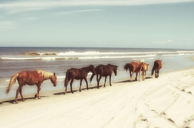 Classy Art Horses on the Beach by Kathy Mansfield Wall Art-0