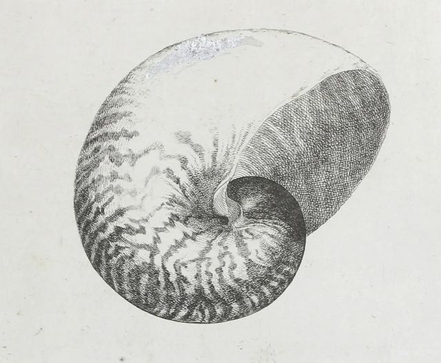 Stylecraft Chambered Nautilus Wall Art-1